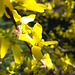Forsythie (Forsythia × intermedia Zabel)