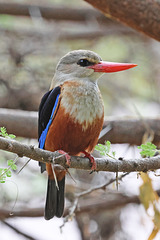 Grey-headed Kingfisher Grey-headed Kingfisher