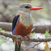 Grey-headed Kingfisher