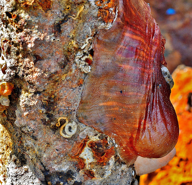 Detail on the Anchor. Sea Anemone