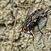 Fly
