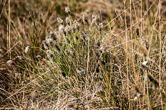 20170404 2731VRTw [D~MI] Scheidiges Wollgras (Eriophorum vaganatum), Großes Torfmoor, Hille