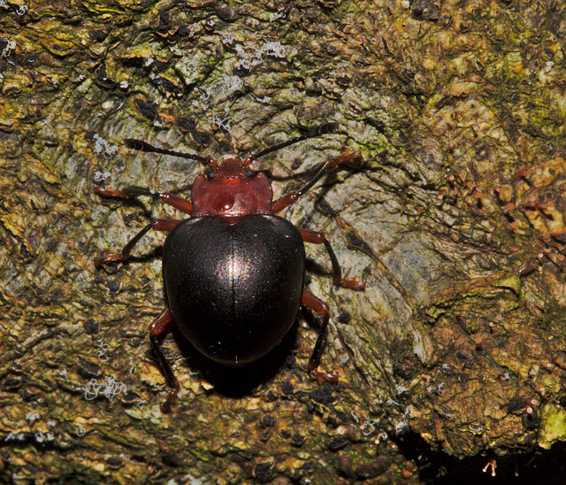 Beetle IMG_6953