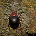 Beetle IMG_6953
