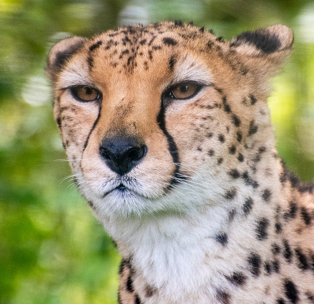 Cheetah