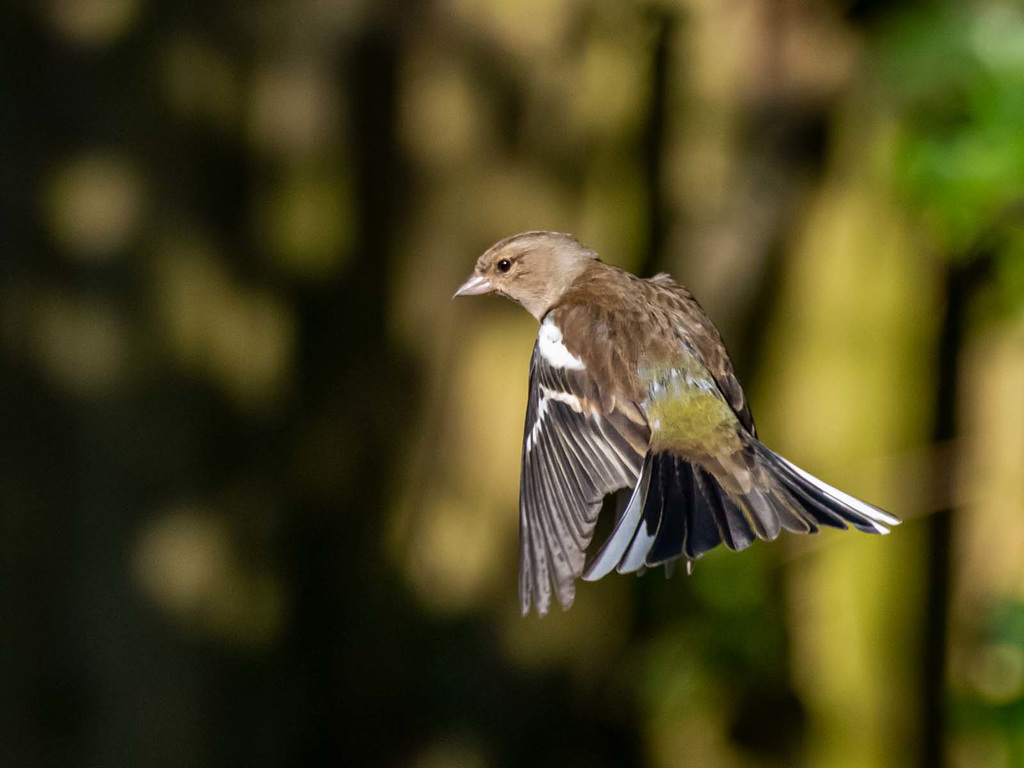 Chaffinch in flight