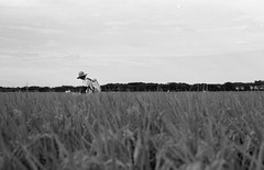 Rice farmer