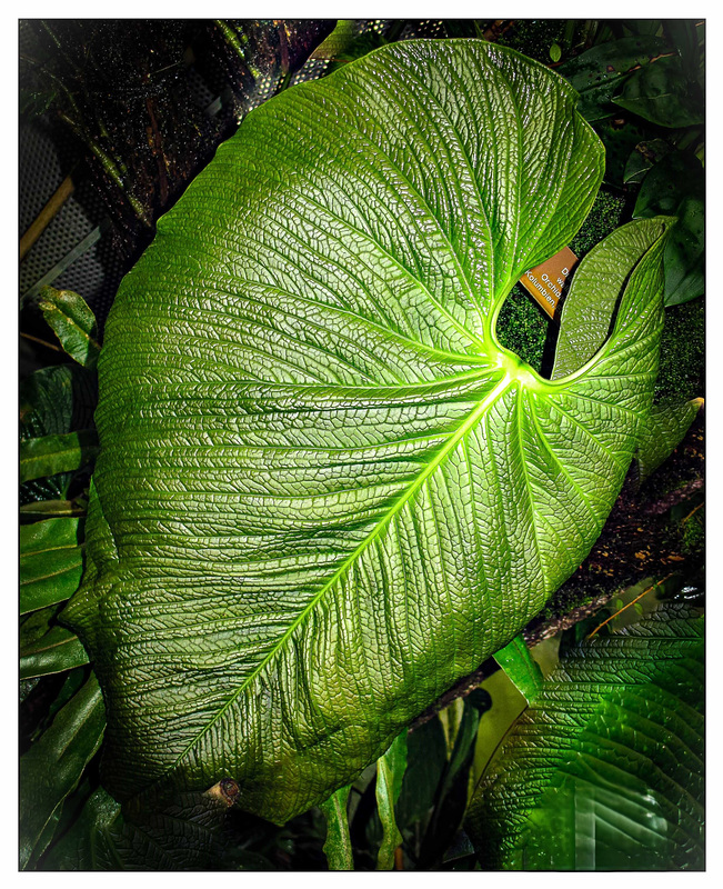Botanischer Garten Basel