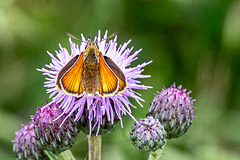 Small Skipper f -DSZ0948