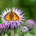 Small Skipper f -DSZ0948