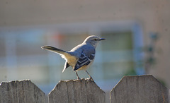 Tickell's Blue Flycatcher