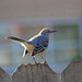 Tickell's Blue Flycatcher