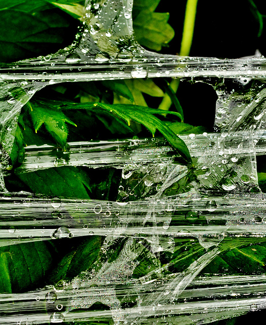 Rain Soaked Cellophane Wrapping. Garden Centre