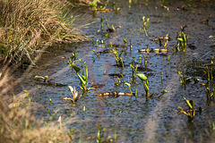 20170404 2733VRTw [D~MI] Drachenwurz (Calla palustris), Großes Torfmoor, Hille