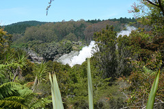 Whakarewarewa