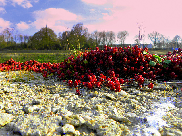 Rapsberry flowers