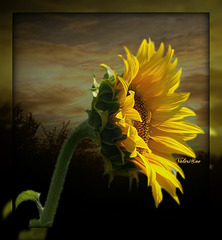 Le tournesol...