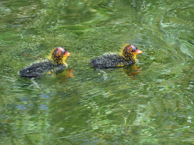 Coot babies