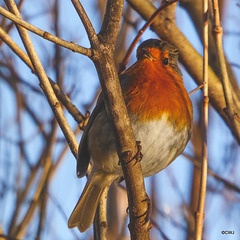 The Gazebo robin waiting for breakfast