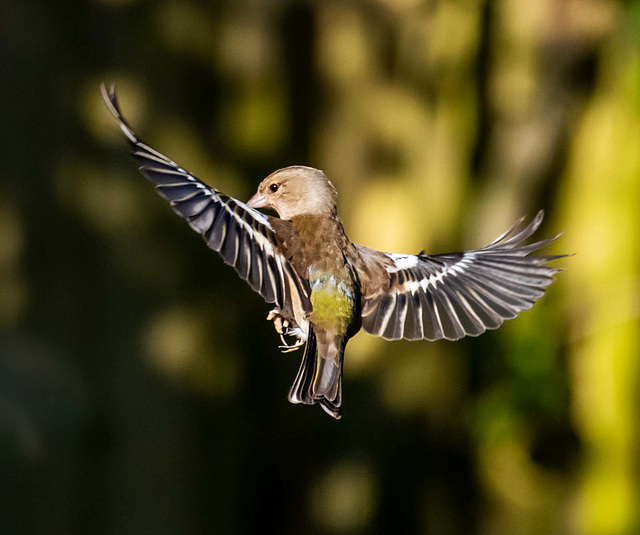 Chaffinch in flight