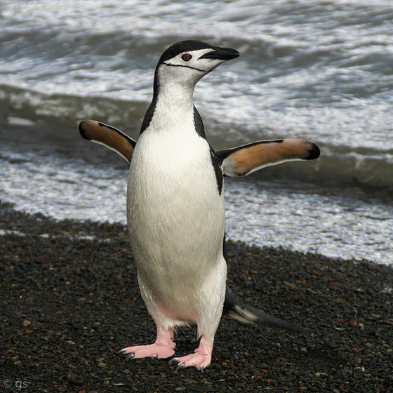 Pygoscelis antarctica