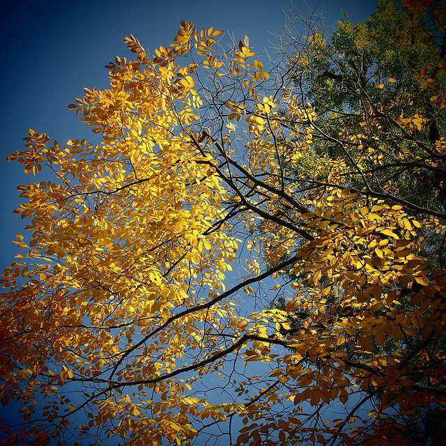 Herbstleuchten