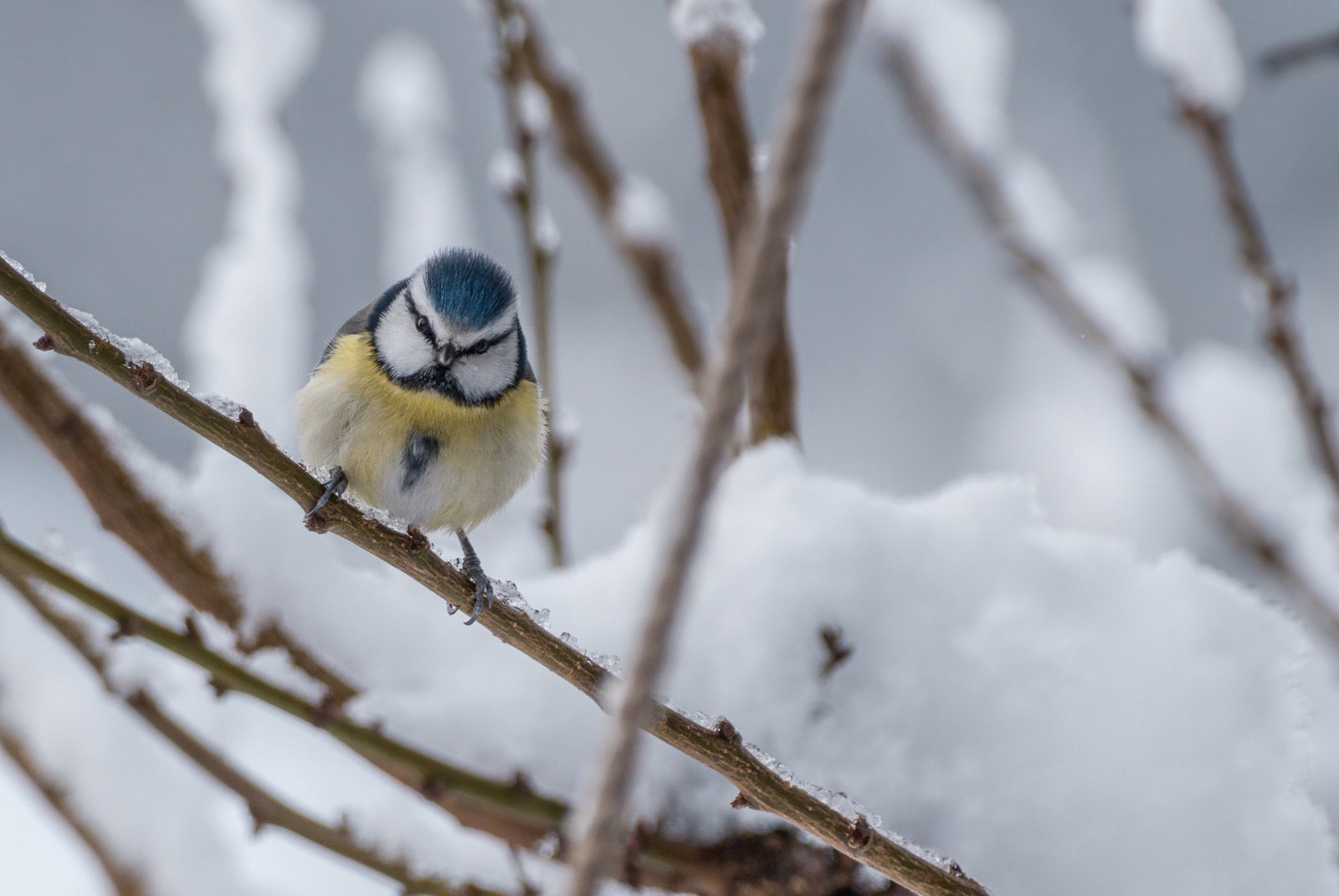 Blaumeise im Winter