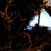 Wald, Horn Bad-Meinberg