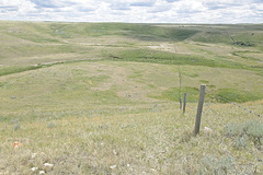 fenced in at Wideview