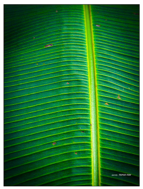 Botanischer Garten Basel