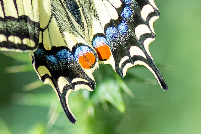 Swallowtail-DSA 4994