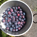 sjm[25] - Victoria Plums