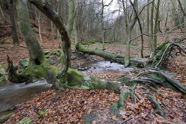 Tree bridges