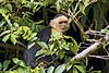 Capuchin Monkey – Caño Negro National Wildlife Refuge, Río Frío, Alajuela Province, Costa Rica