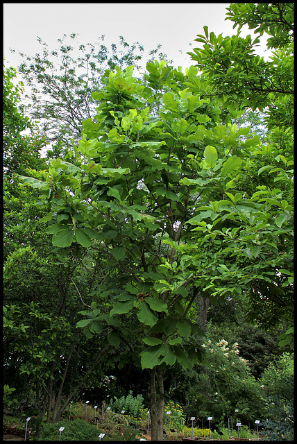 Magnolia macrophylla (2)