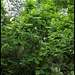 Magnolia macrophylla (2)