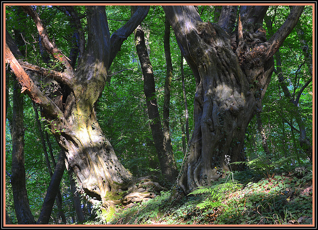 Mystic forest