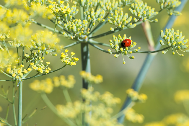 Ladybug on anise