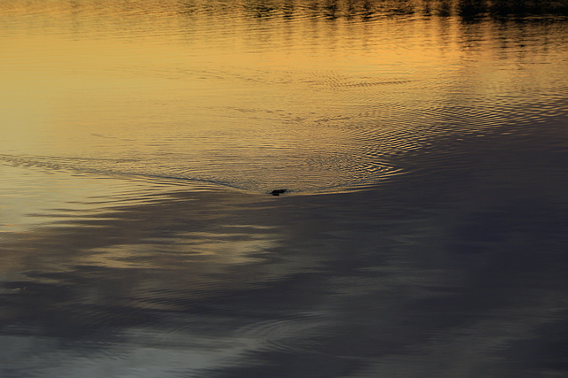 Sunset Colors