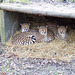 Cheetahs sheltering together in the cold..