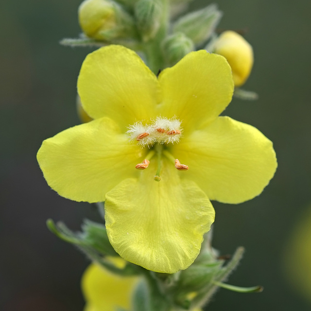 Blüte der Königskerze