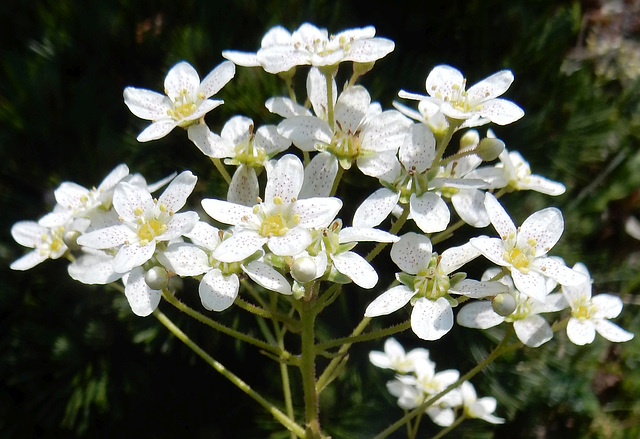 Saxifrage