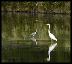 grande aigrette héron