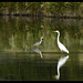 grande aigrette héron