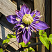 20210611 0815CPw [D~LIP] Waldrebe (Clematis 'Taiga'), Bad Salzuflen