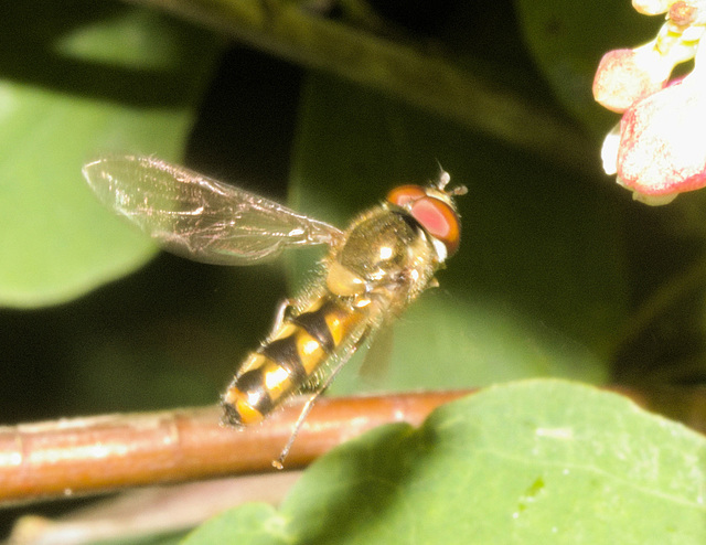 IMG 2814 Hoverflyv2