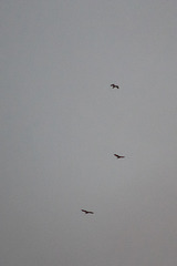 3 Buzzards at Blackshaw