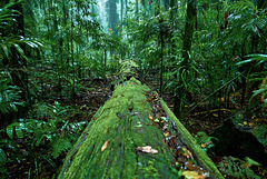 Dorrigo Rainforrest