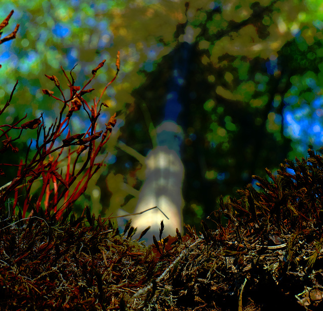 Wald, Horn Bad-Meinberg