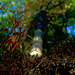Wald, Horn Bad-Meinberg